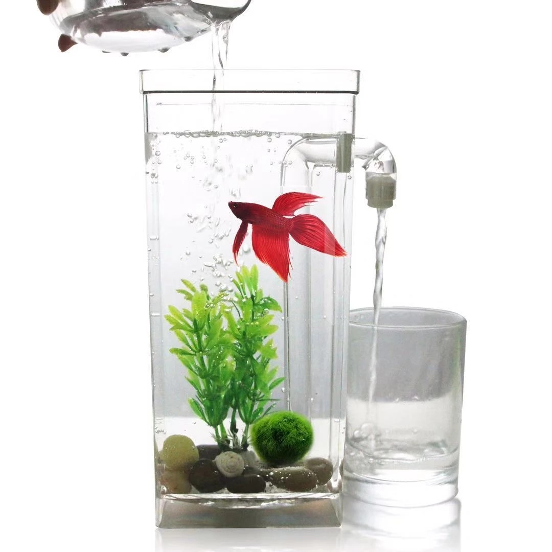 Aquarium Fish Betta - Leniwa bezpłatna wymiana wody pulpit akwarium