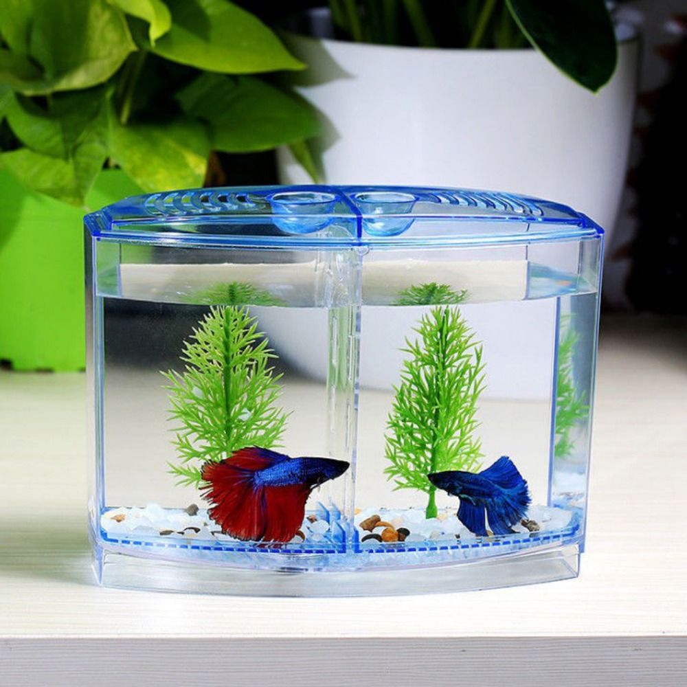 Przezroczyste akwarium Betta,  – Aquarium Fish Betta recenzja i cena