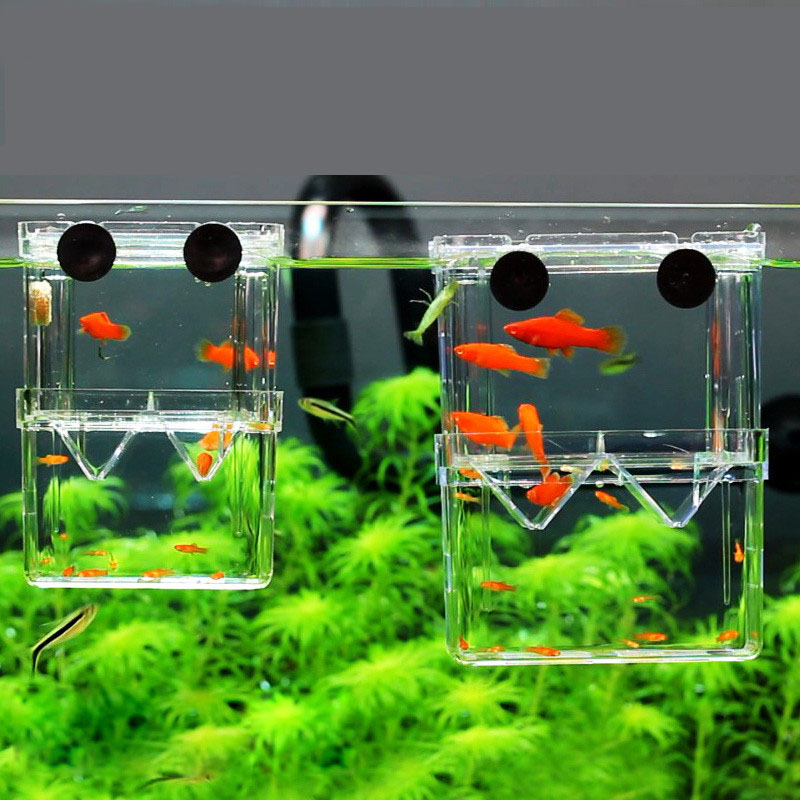 Pudełko izolacyjne do hodowli  – Aquarium Fish Betta recenzja i cena